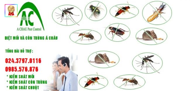 Công ty diệt côn trùng Hà Nội Á Châu