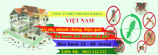 Dịch vụ diệt mối tận gốc TPHCM Bách Khoa Việt Nam