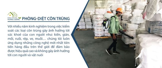 Dịch vụ diệt mối tận gốc TPHCM 247