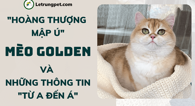 Ảnh từ Trại mèo Lê Trung – Quận 12